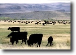Idaho Farm Land 10 Acres Premiere Cattle Country