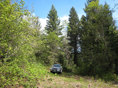 variety of trees including ponderosa pine, fir, cedar and black oak california