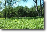 Michigan Hunting Land 10 Acres E 4 Rd