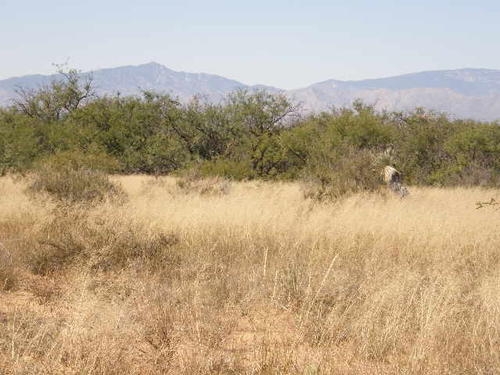 looking to the southwest at the whetstone and huachuca mountains. arizona