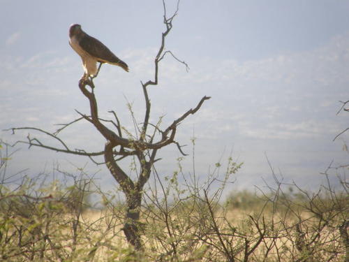 one of the area residents. bird watchers come to cochise county from all over the world to see some of the unusual species. arizona