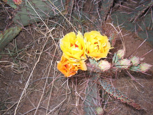 prickly pear cactus in bloom. arizona