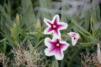 One of the wildflowers after the summer rains.