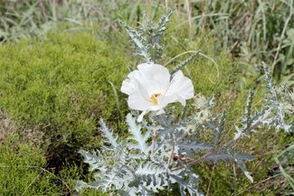 Another wildflower after the summer rains.