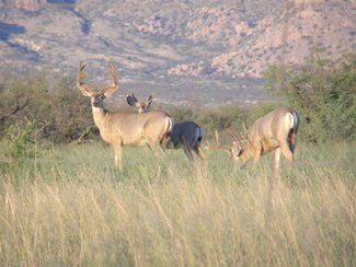 Some of the area residents, Mule Deer grazing near the Dragoon Mountains.