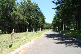 beautiful trees for privacy