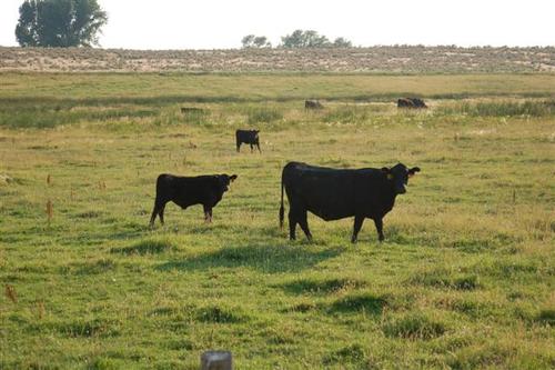 brown cattle co property gooding idaho