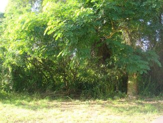 Vegetation on lot