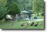 Tennessee Ranch Land 37 Acres 4263 Roaring River Rd. 37.46 ac On River!