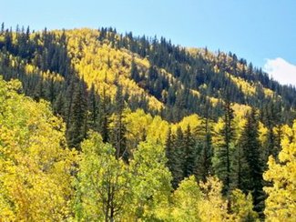 Beautiful Aspens and Pine
