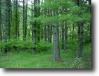 102 Acres with Fixer Upper!