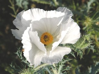 A Prickly Poppy in bloom during the summer rainy season.