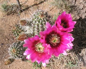One of the Hedgehog cactus in bloom.