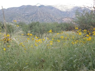 Some of the wildflowers blooming along the road.