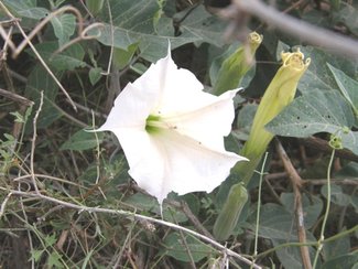 One of the summer blooms.