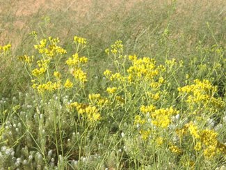 More wildflowers in bloom.
