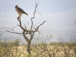 One of the area residents. Cochise county is know among bird lovers as a great place to observe unusual species.