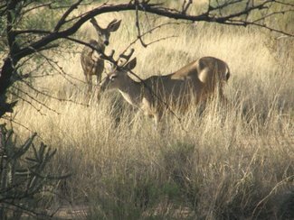 Some of the mule deer in the area.