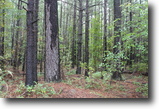 500 acres in Hartsville, SC