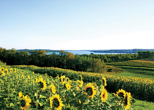 View across sunflower fields