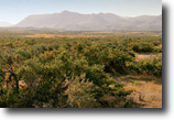 Acreage Ranches With Mountain Views!!!