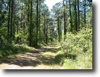 Arkansas Hunting Land 401 Acres Arkansas Timber Tract