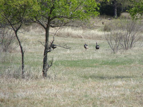 outstanding land in horse county property valley view texas