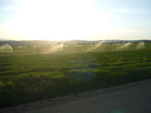 wheeline irrigation of alfalfa field oregon