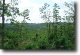 Missouri Ranch Land 14 Acres Missouri Land For Sale Near Ozark Riverway