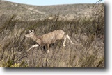 150.75  Acres In Panther Canyon Ranch TX