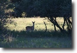 Texas Ranch Land 700 Acres Cattle Ranchers Dream!