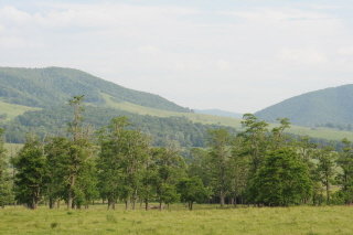 Locust trees near SE corner looking thru the Vanderpool Gap to Sounding Knob(home of the last fire lookout tower in the state of Va. Holmes Stephenson stood the last watch).