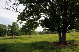 White ash shade tree for the momma cows and morels in the spring