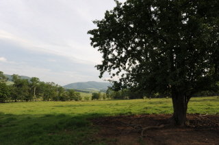 SE corner 5ac. looking at Back Creek Mtn. and the McNaulty Place
