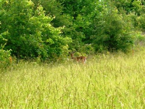 land at fall creek reserve property spencer tennessee