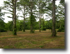 6.5+ acres with over 700' of creek