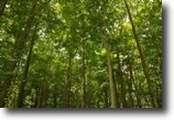 Belize Farm Land 300 Acres Enjoy what Belize has to offer