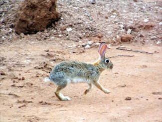 Plenty of rabbits and quail and a few deer