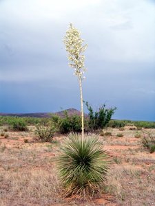 Native soaptree yucca and mesquite