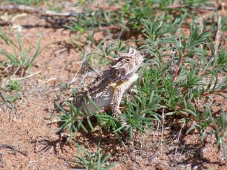 Horny toad on guard