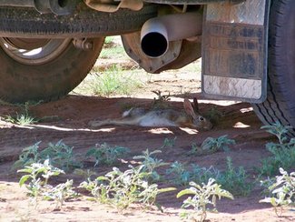 Jackrabbit siesta
