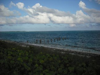Long view