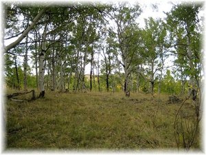 Pockets of aspens full of Elk "graffitti" rubs.