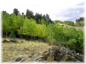 Gently slopes down towards the BLM lands.