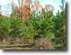 Virginia Farm Land 17 Acres Don't Dream
