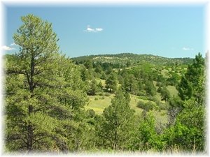 Mature ponderosa pines intersperse the terraced terrain.