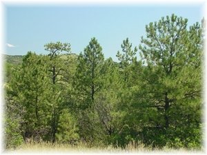 Sunlight pines tower above the clearings.