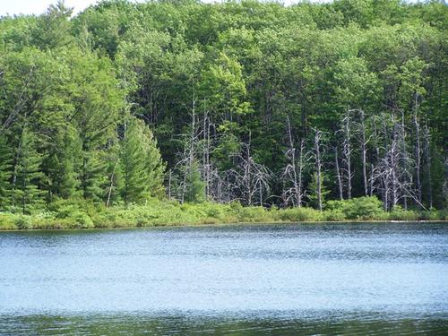 land on mirror lk access to fife investment property fife lake michigan