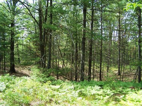 land on mirror lk access to fife investment property fife lake michigan