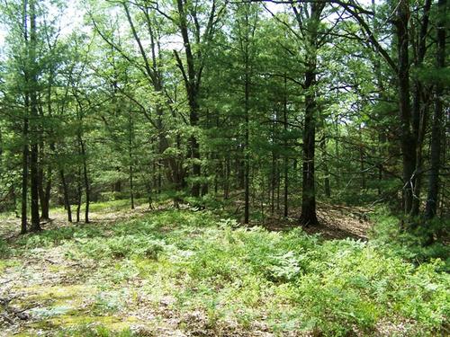 land on mirror lk access to fife investment property fife lake michigan